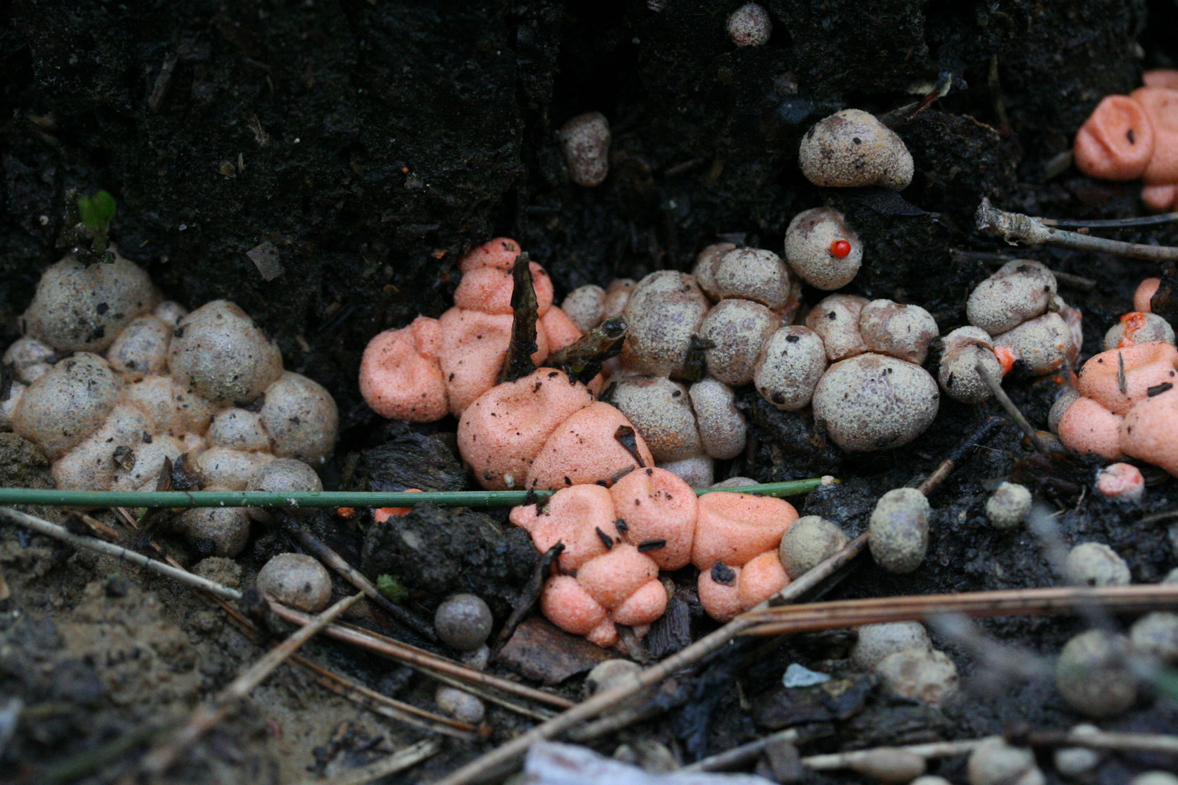 Lycogala epidendrum