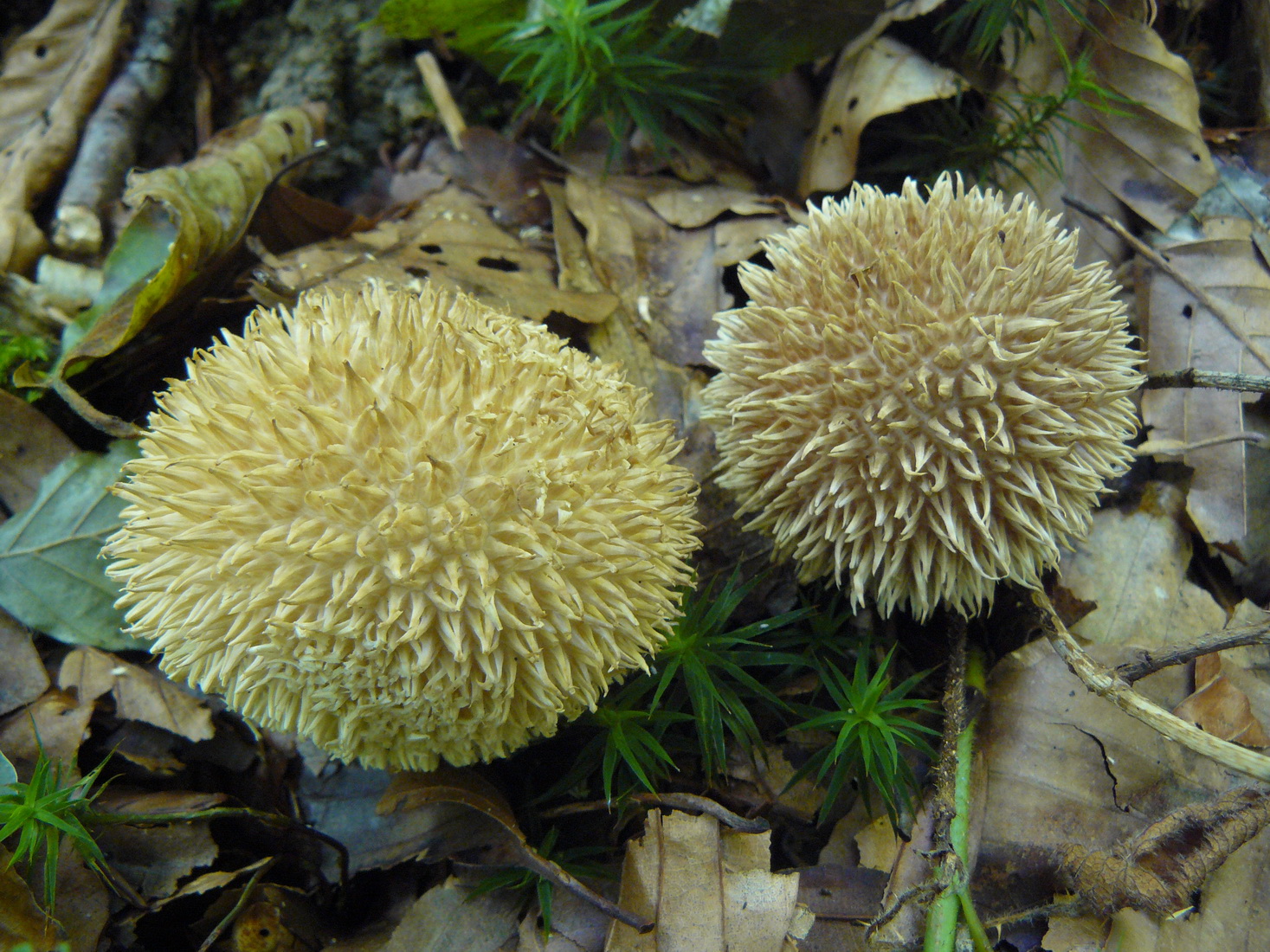 Lycoperdon echinatum