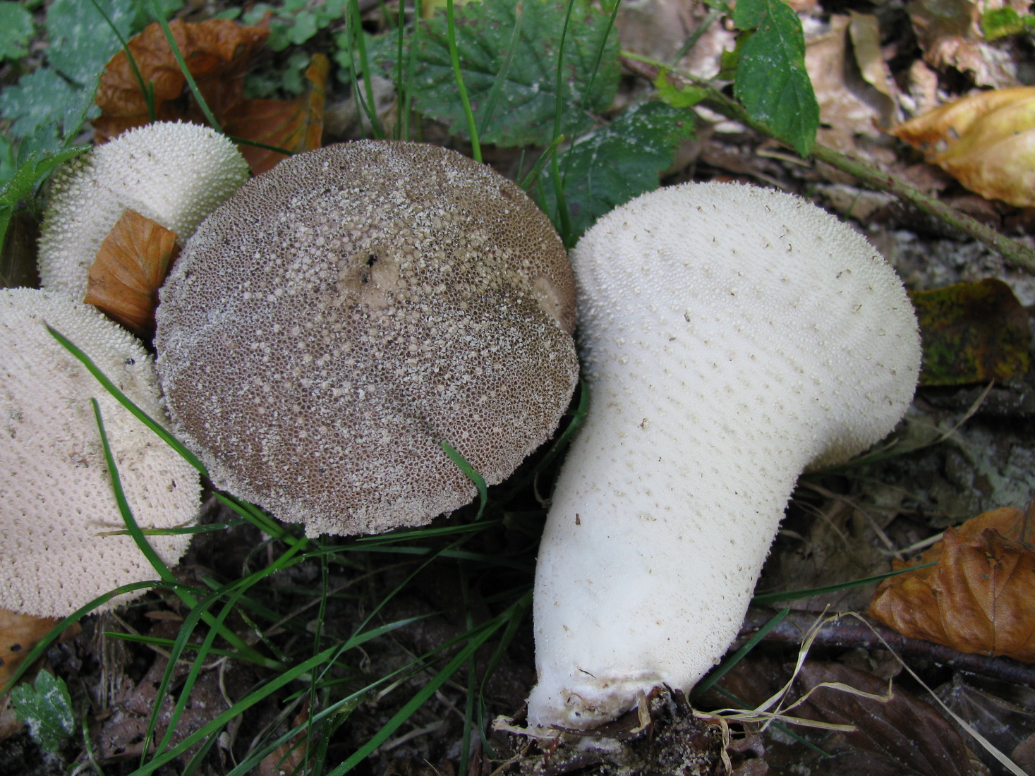 Lycoperdon perlatum