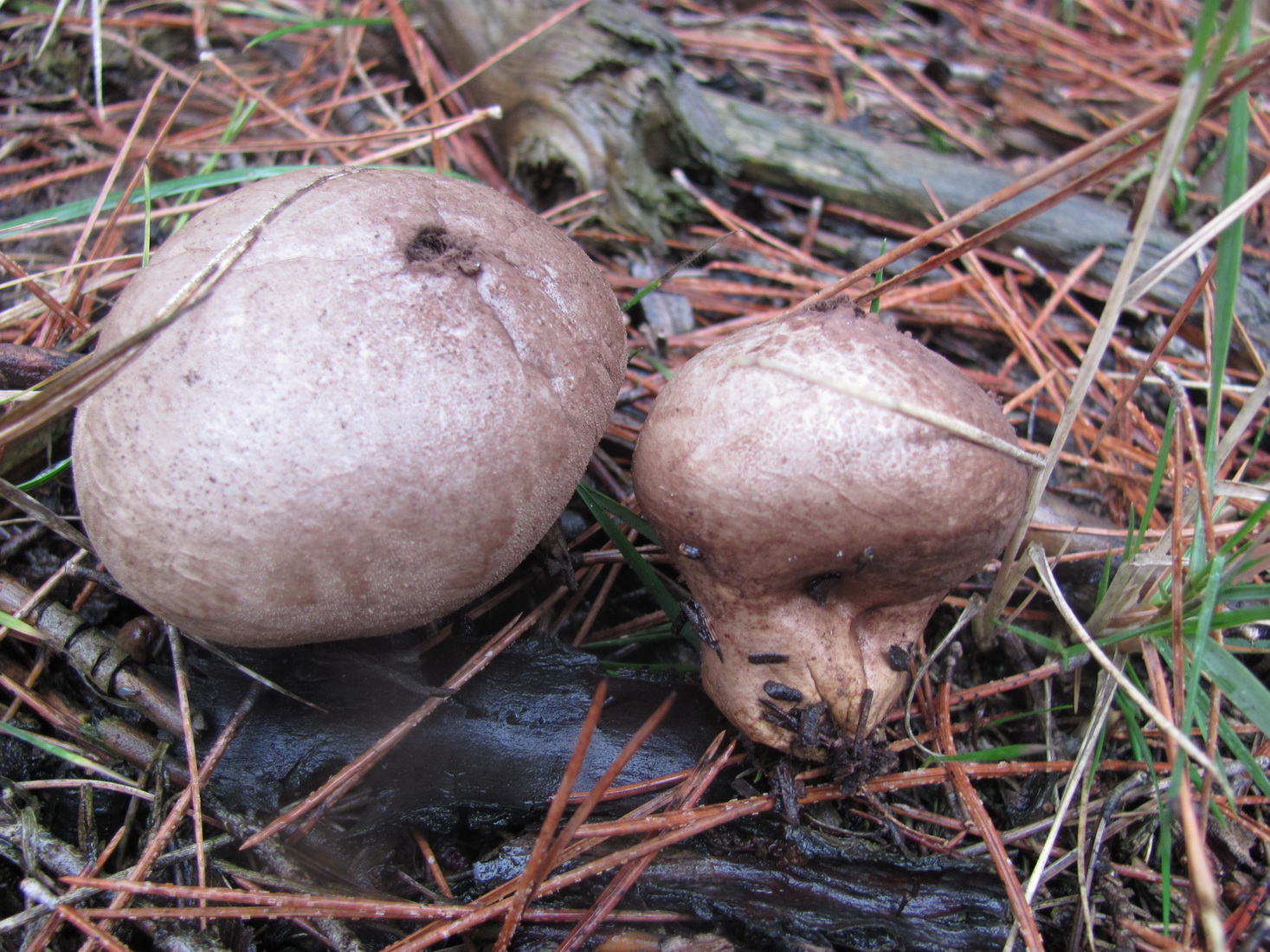 Lycoperdon molle