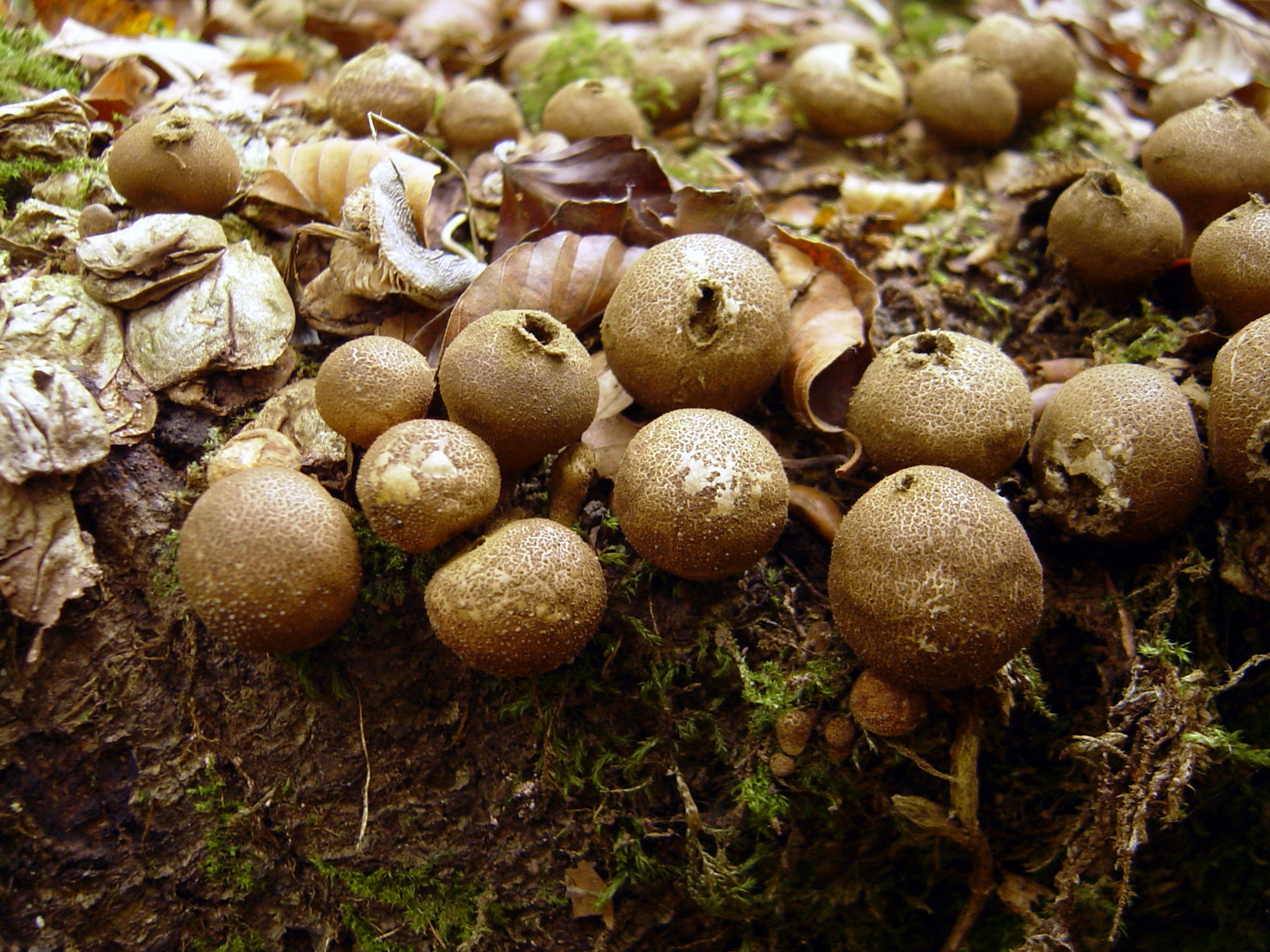 Lycoperdon pyriforme