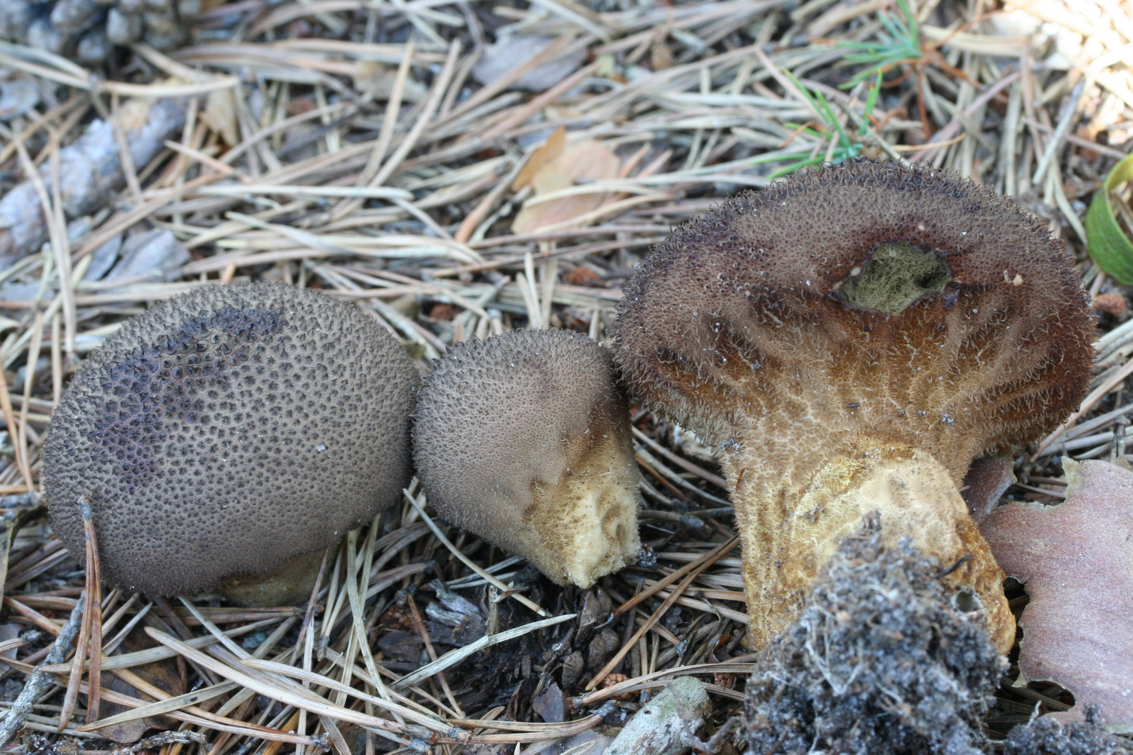 Lycoperdon umbrinum