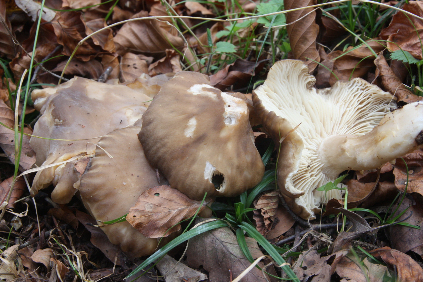 Lyophyllum decastes