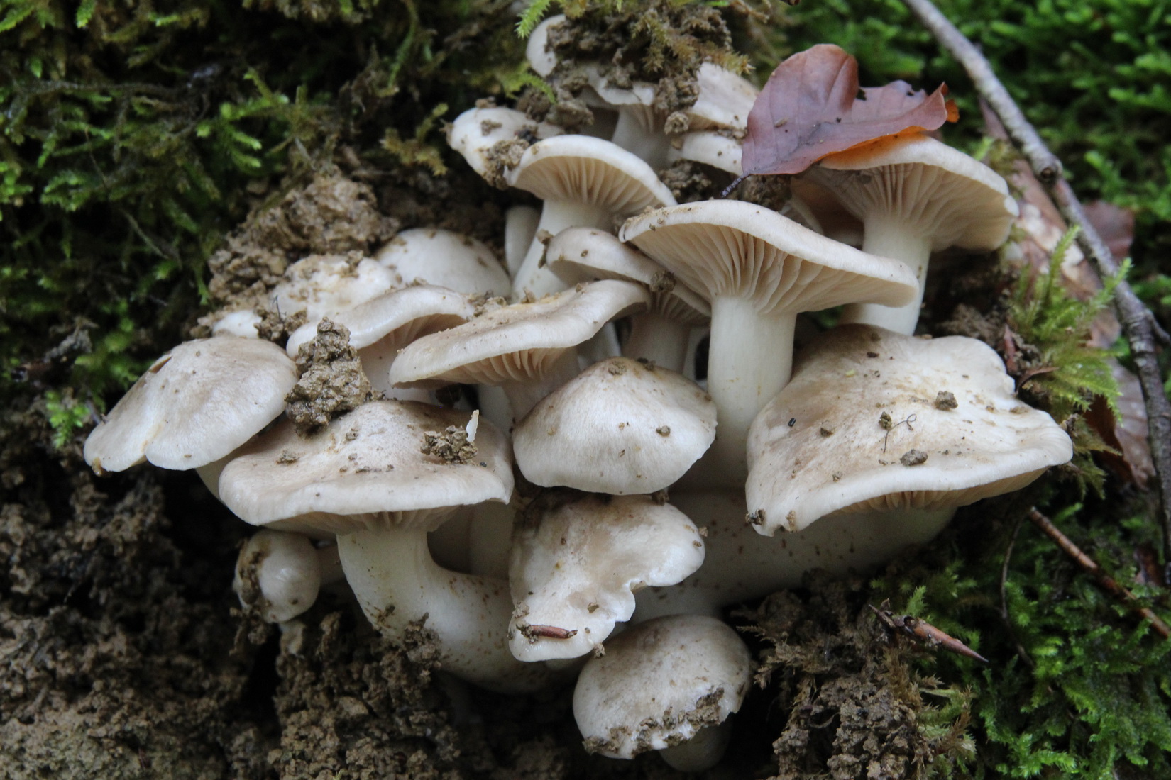 Lyophyllum fumosum