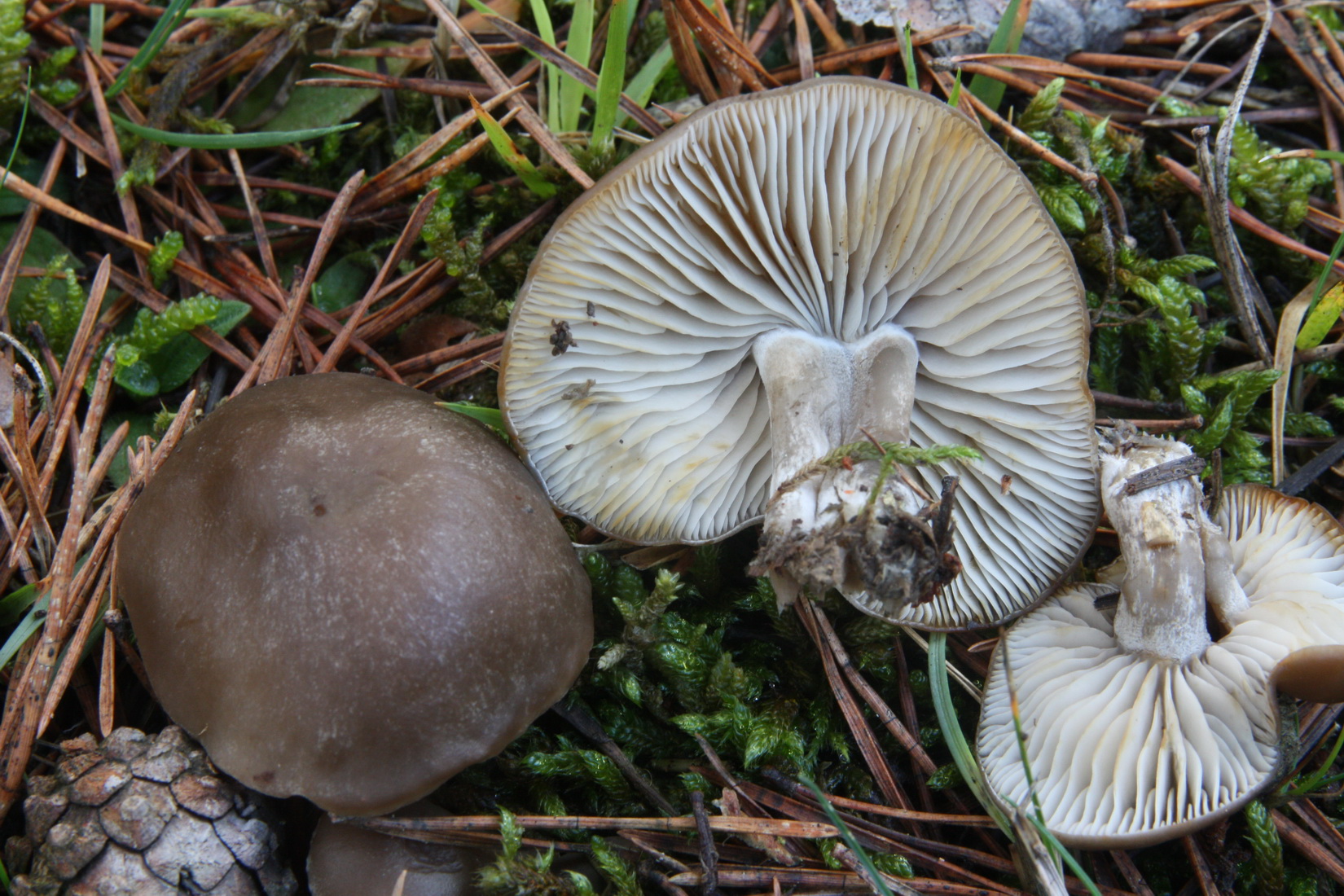 Lyophyllum semitale