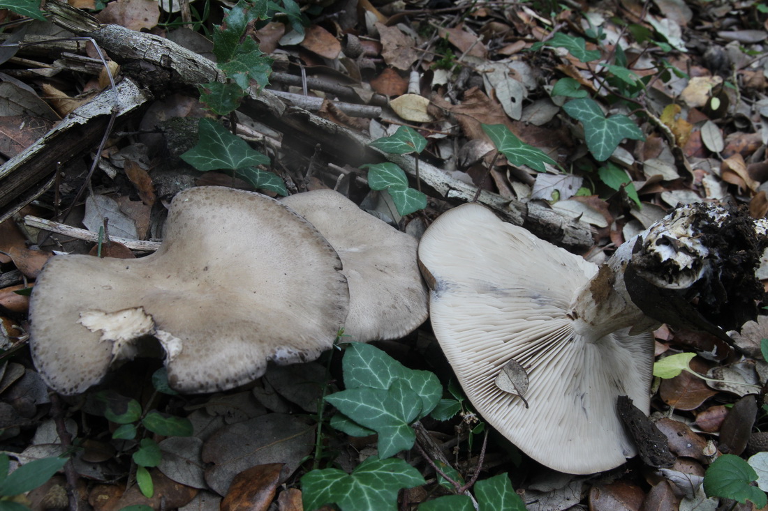 Lyophyllum transforme