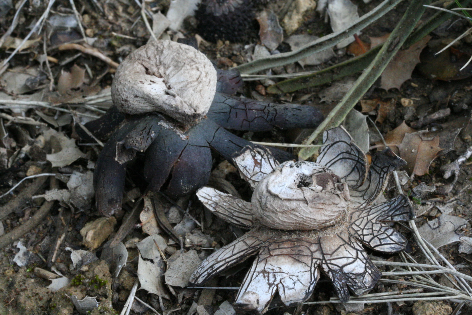 Astraeus hygrometricus