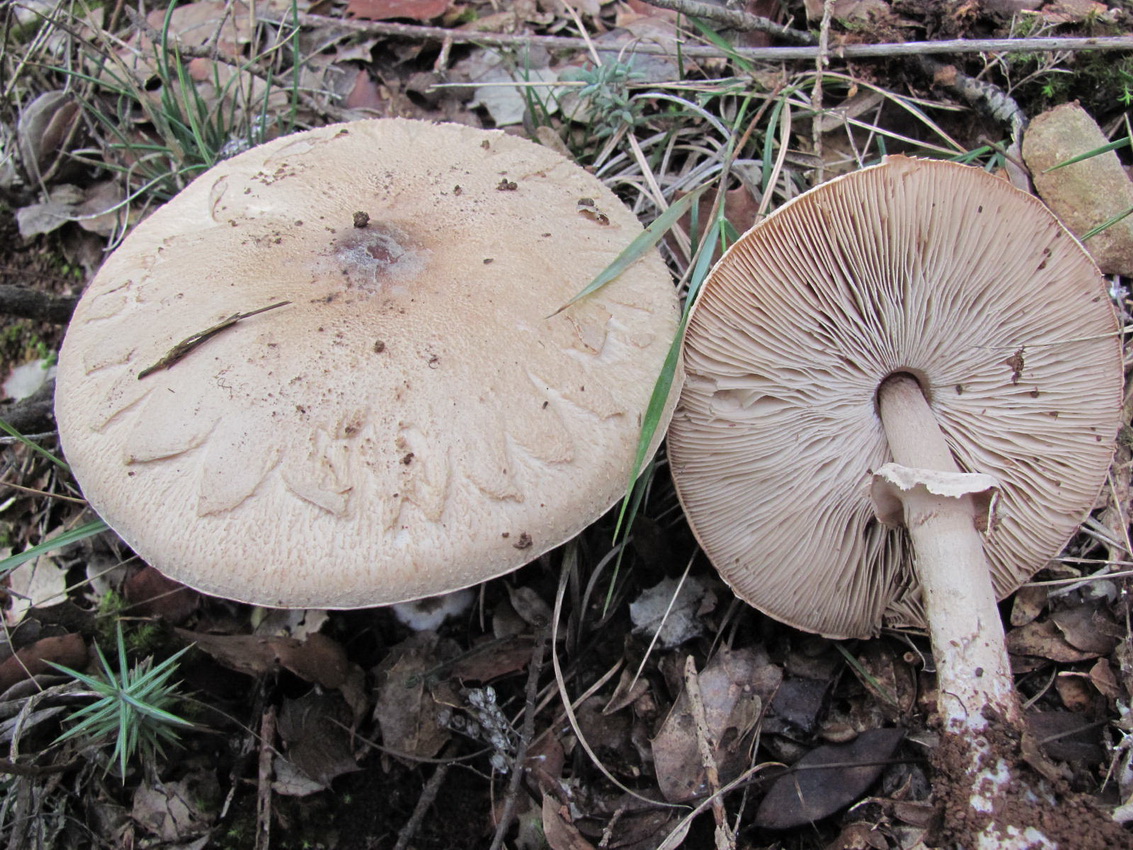 Macrolepiota excoriata