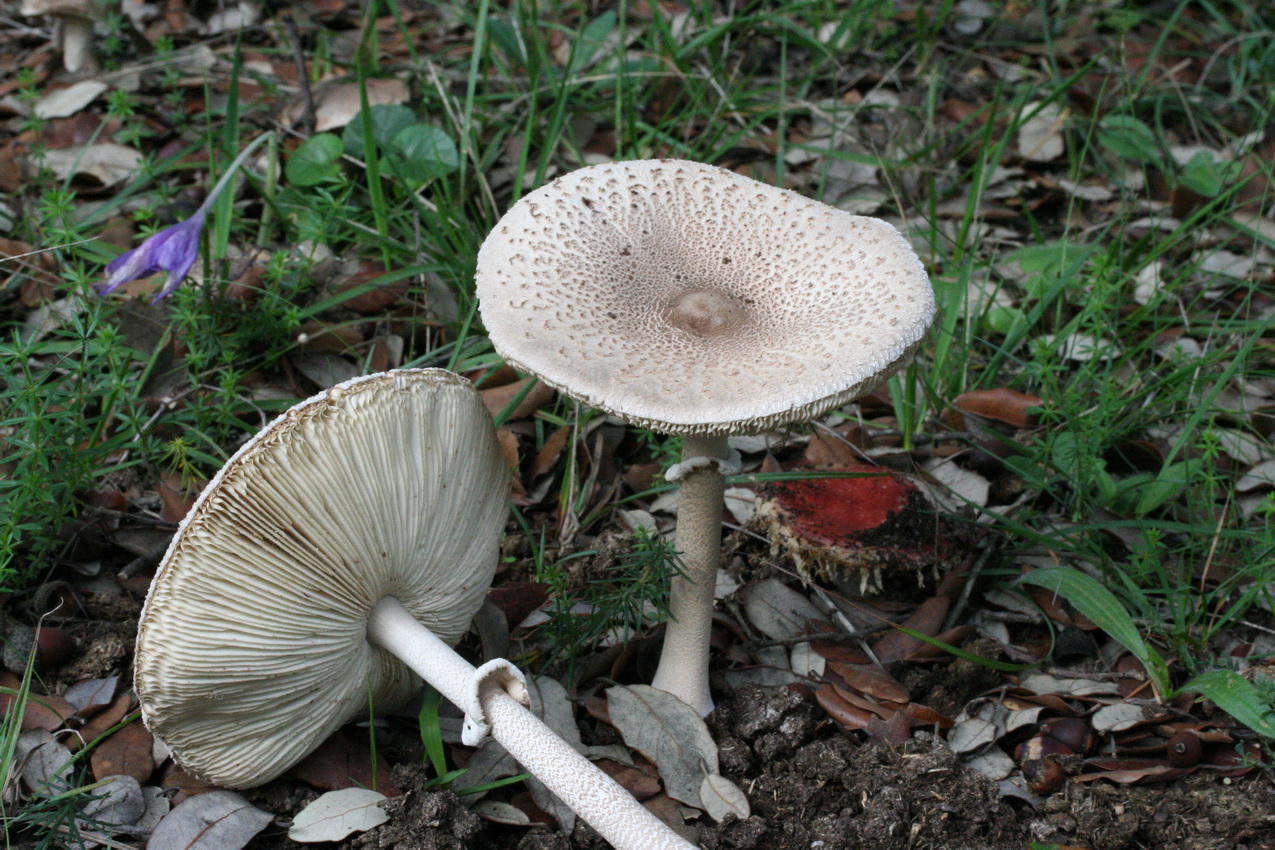 Macrolepiota mastoidea