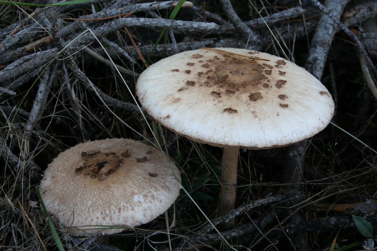 Macrolepiota procera