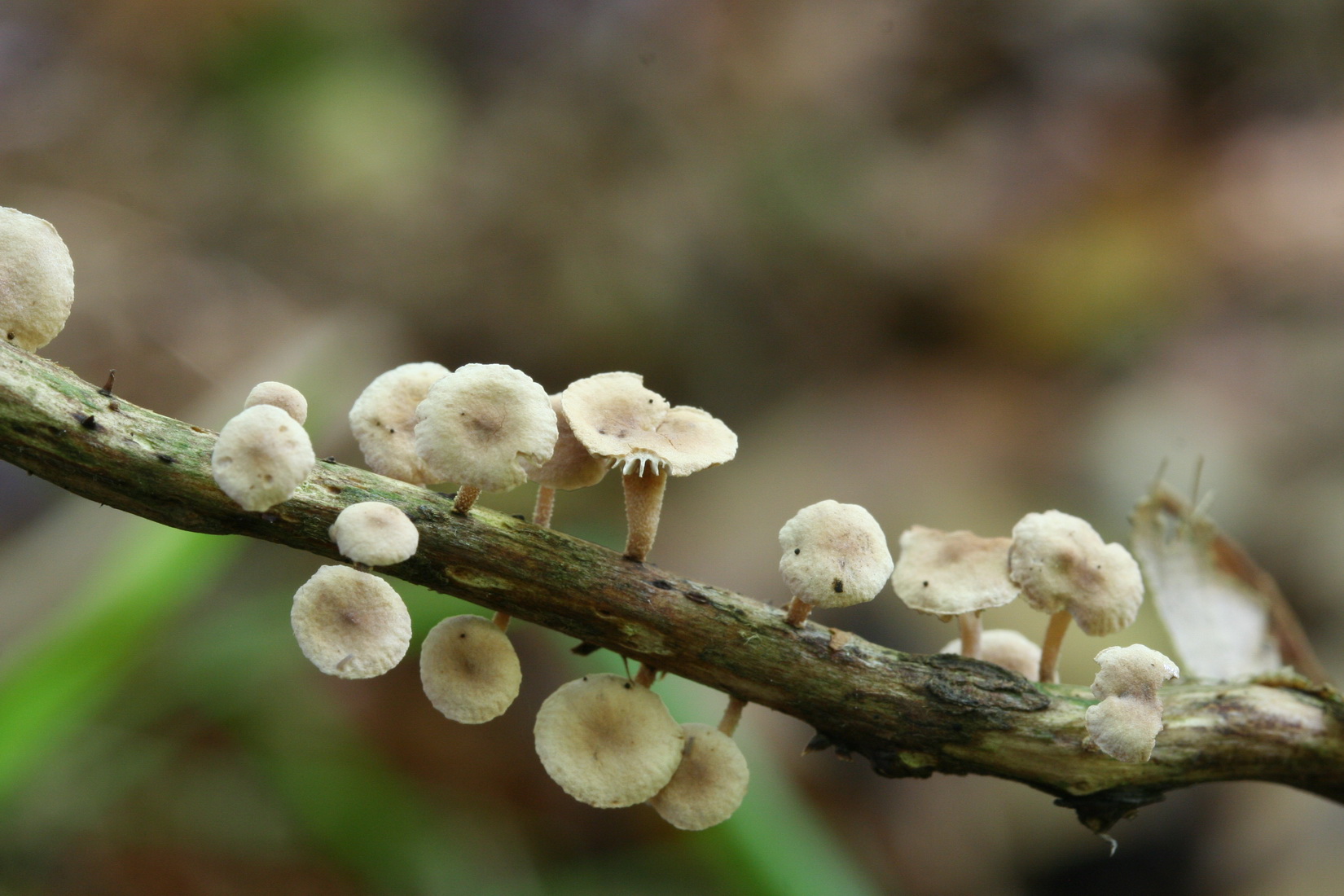 Marasmiellus ramealis