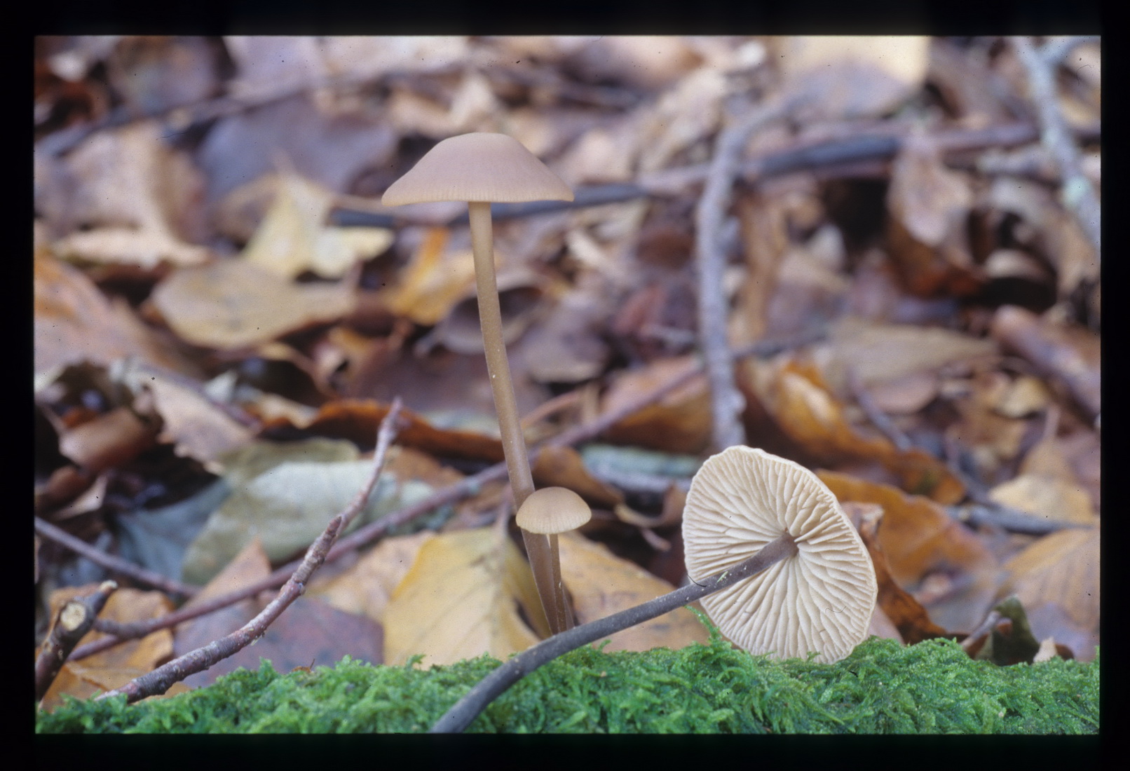 Mycetinis alliaceus