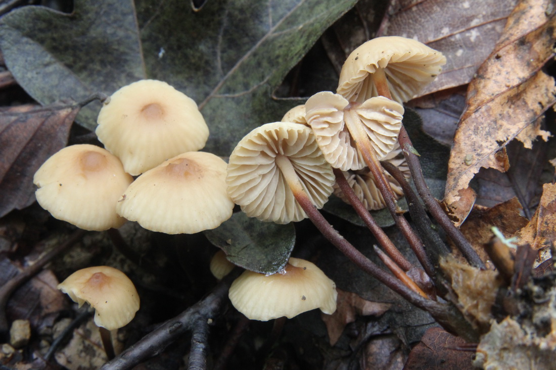 Marasmius torquescens