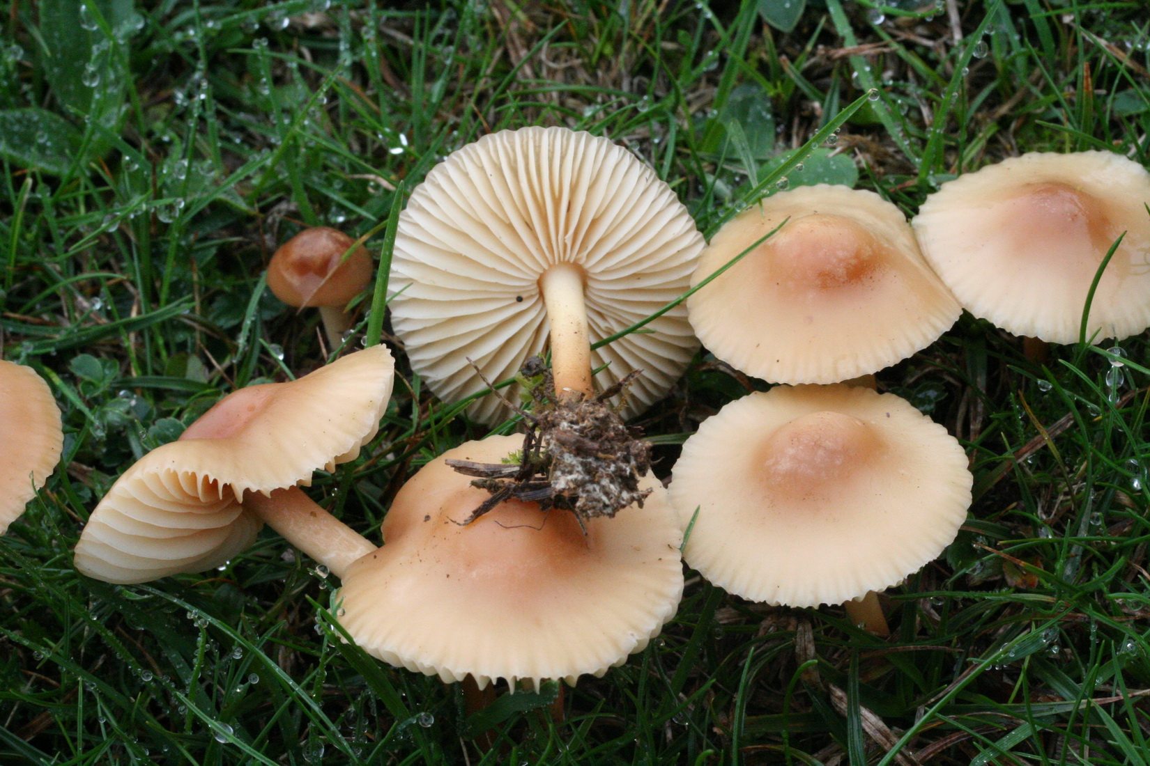 Marasmius oreades