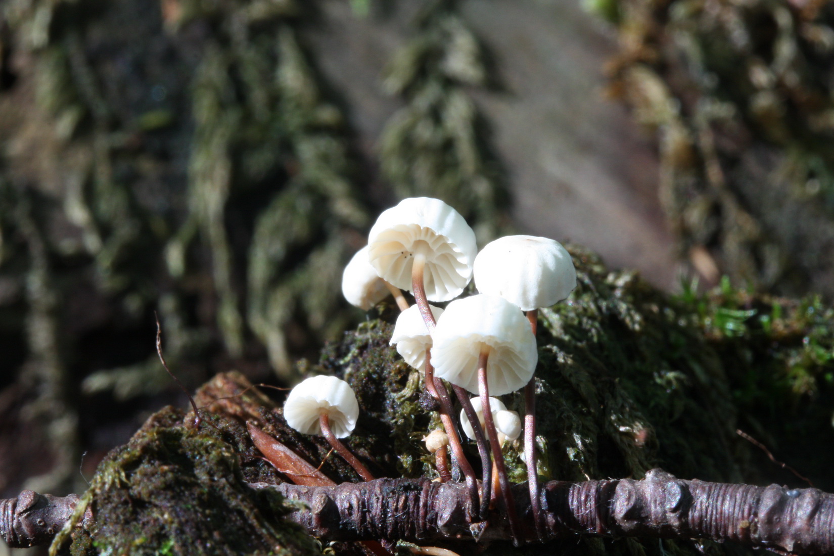 Marasmius rotula