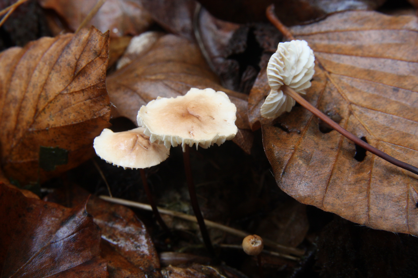 Mycetinis scorodonius