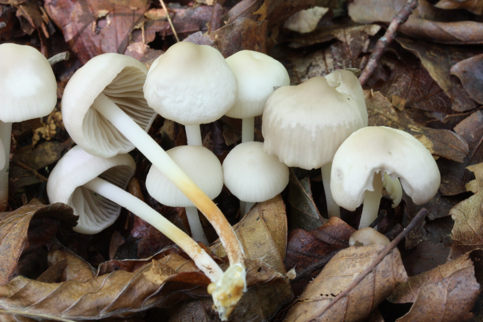 Marasmius wynneae
