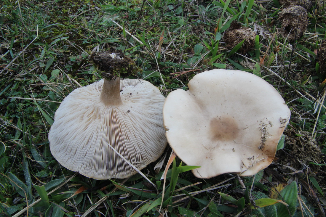 Melanoleuca brevipes