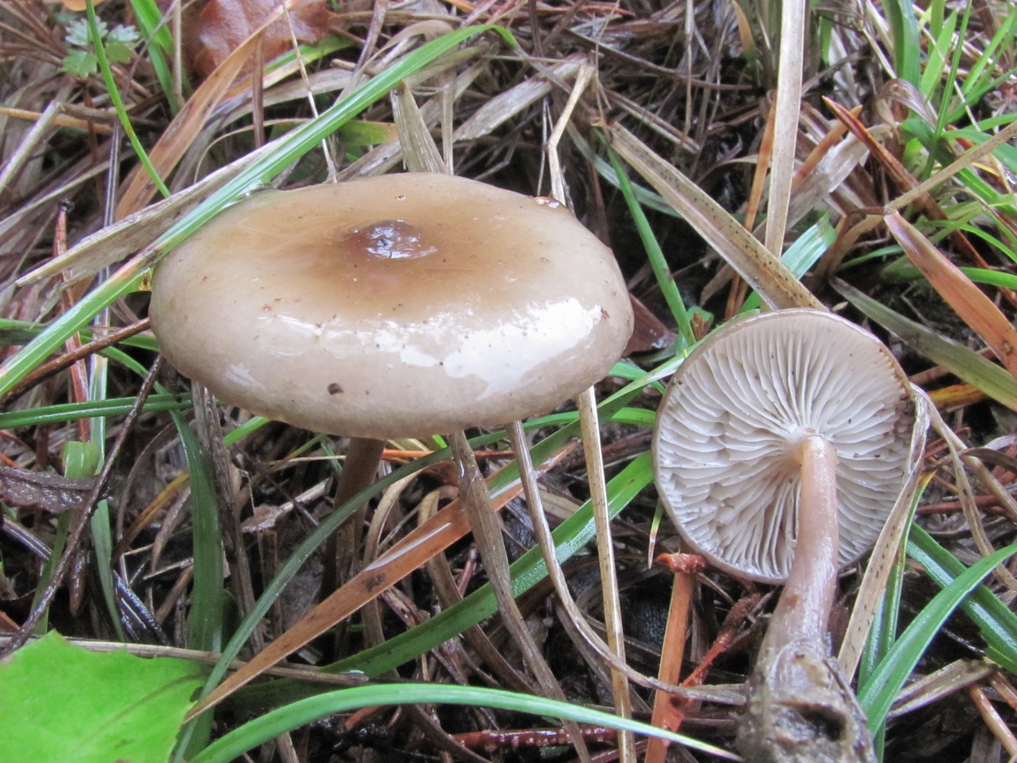 Melanoleuca graminicola