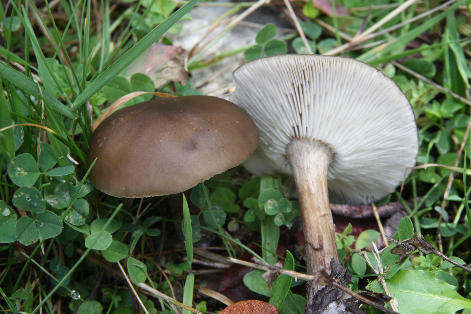 Melanoleuca melaleuca