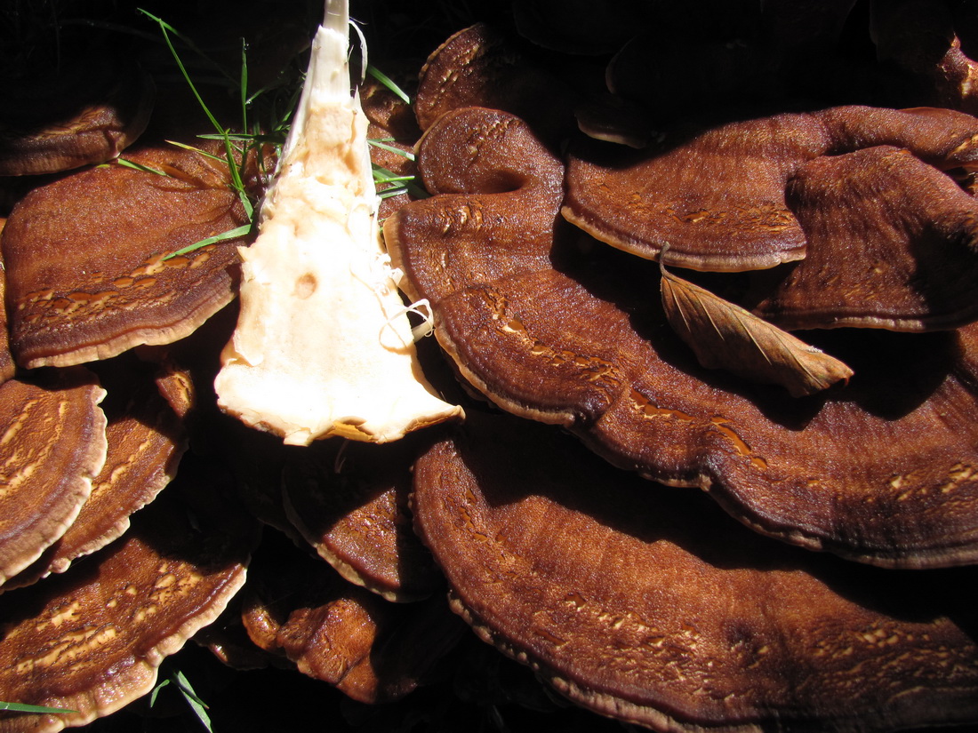 Meripilus giganteus