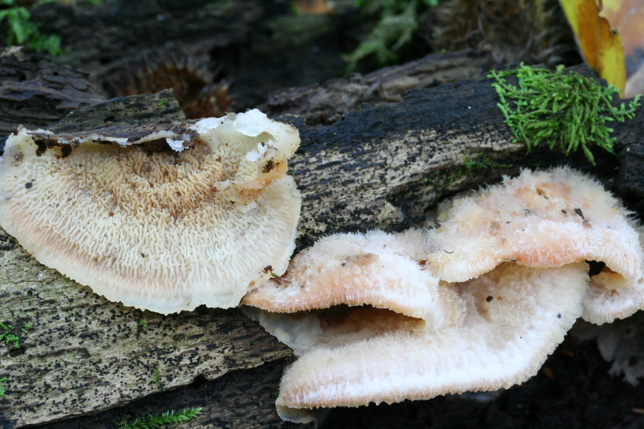 Phlebia tremellosa