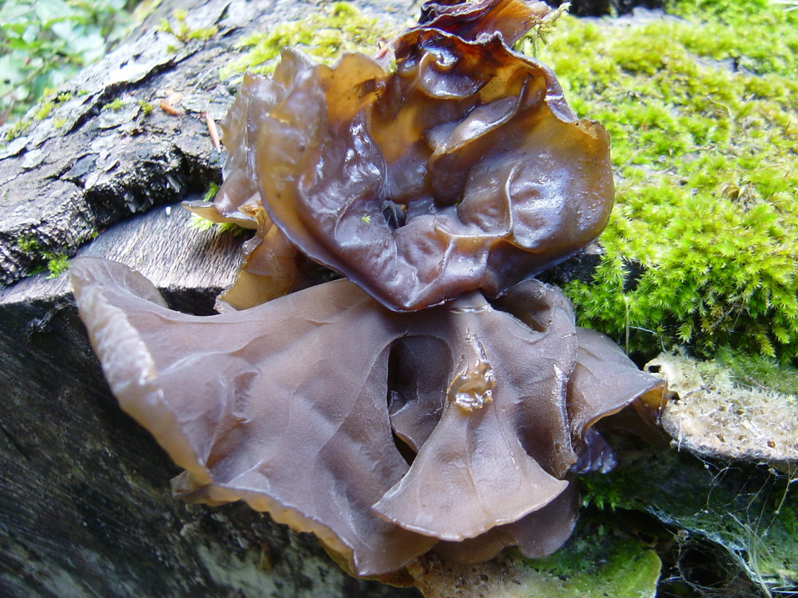 Auricularia auricula-judae