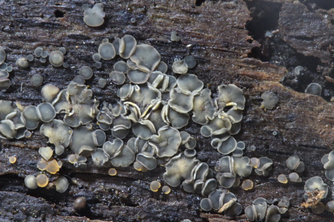 Mollisia cinerea
