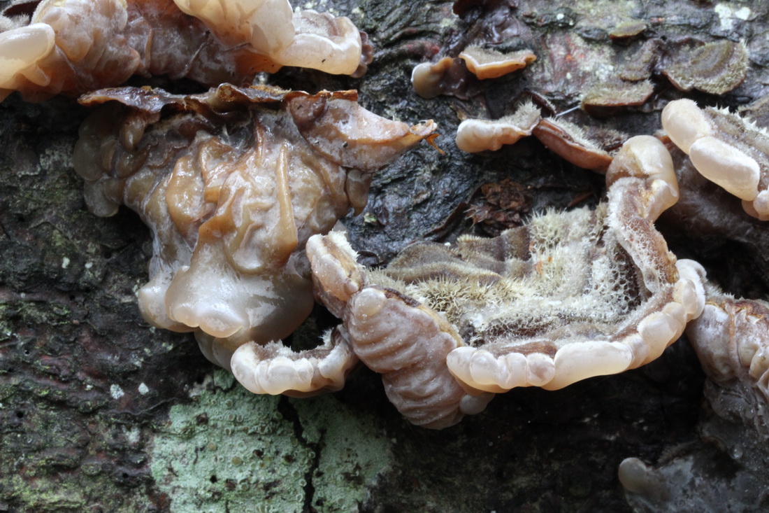Auricularia mesenterica