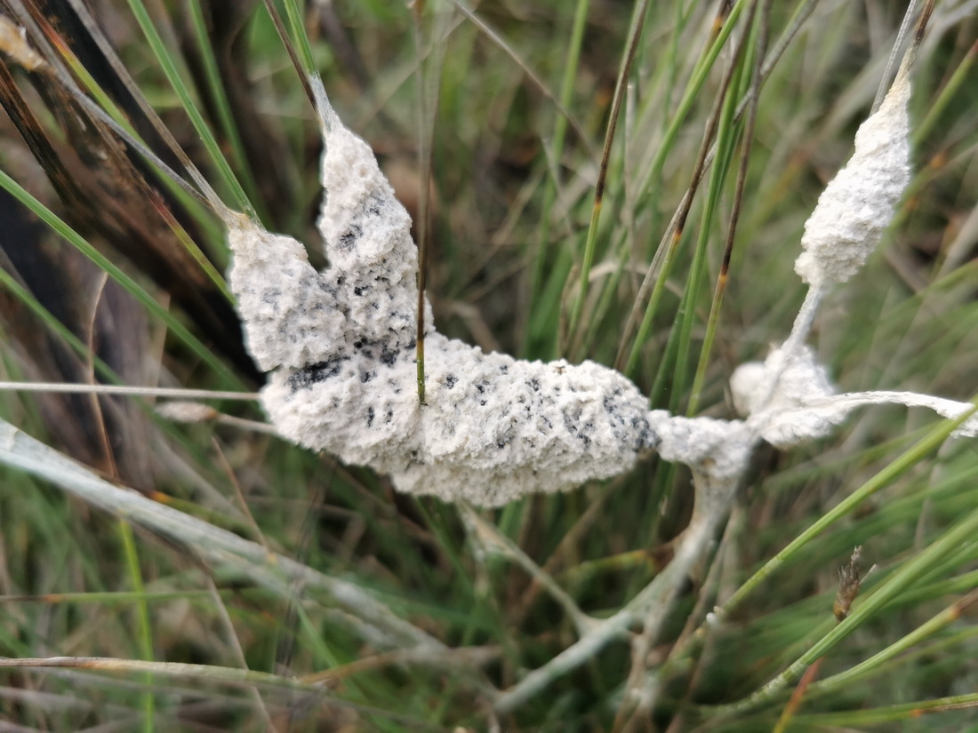 Mucilago crustacea
