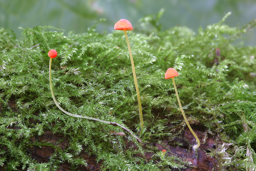 Mycena acicula