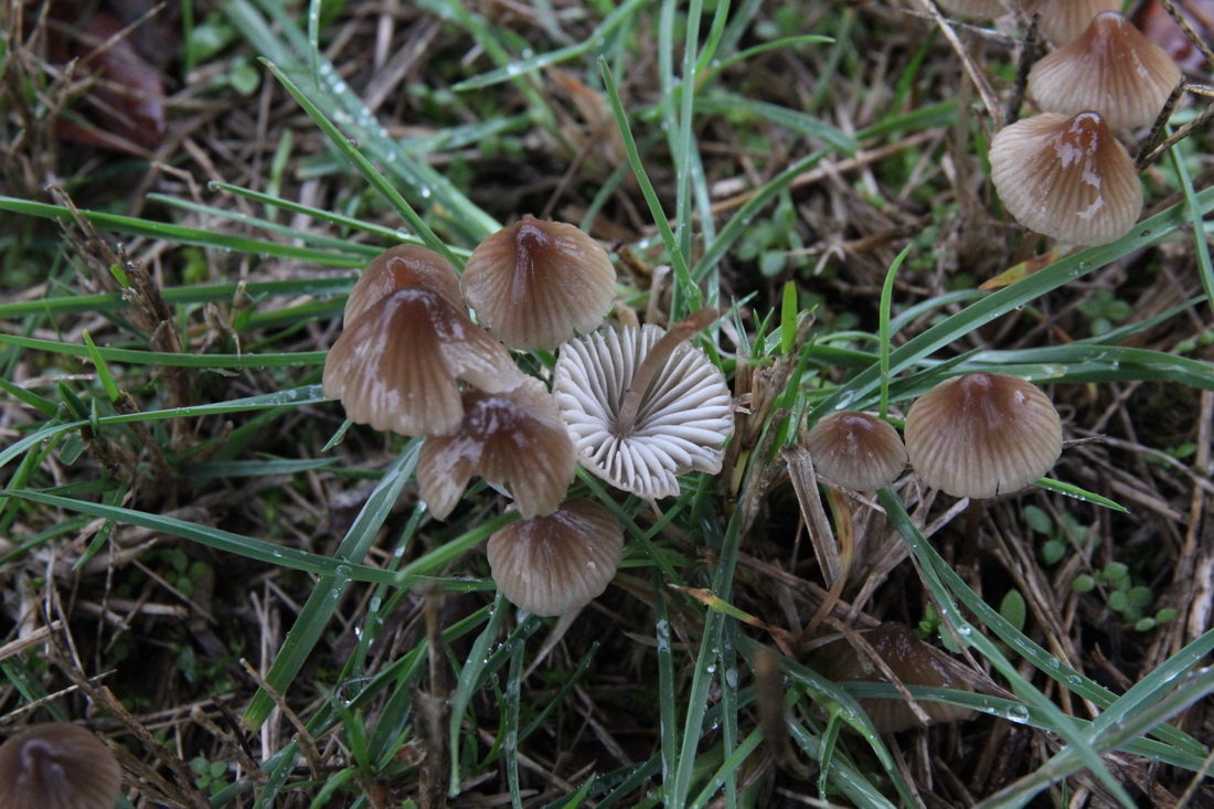 Mycena leptocephala