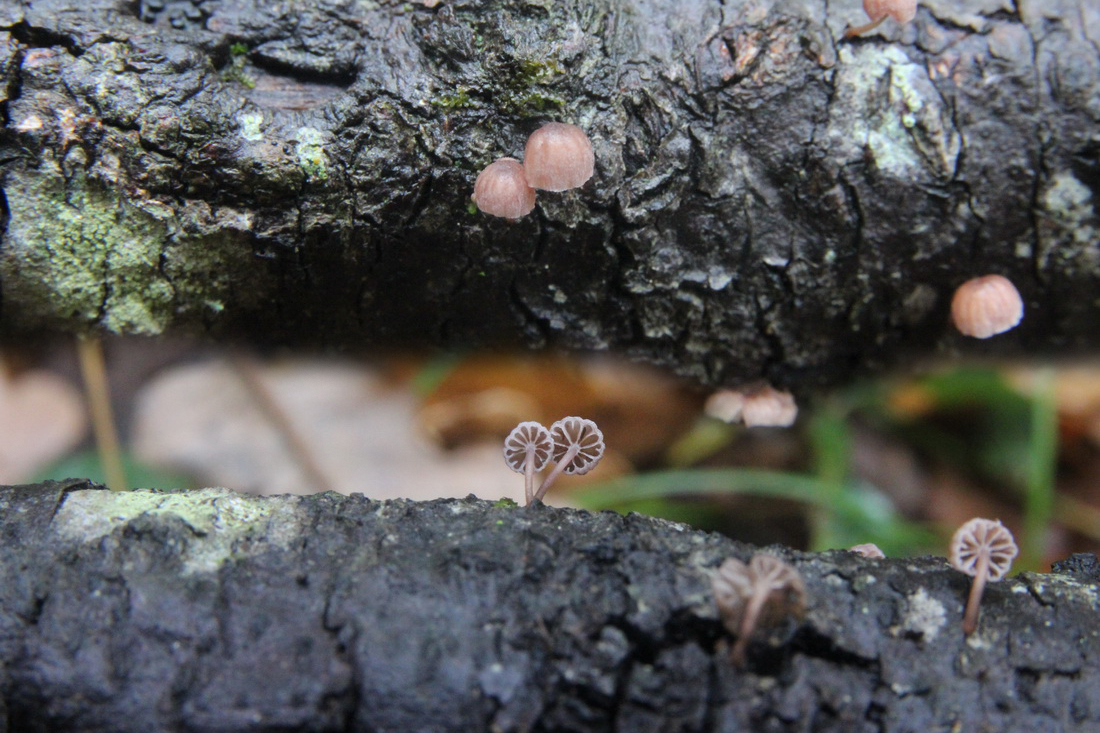 Mycena meliigena