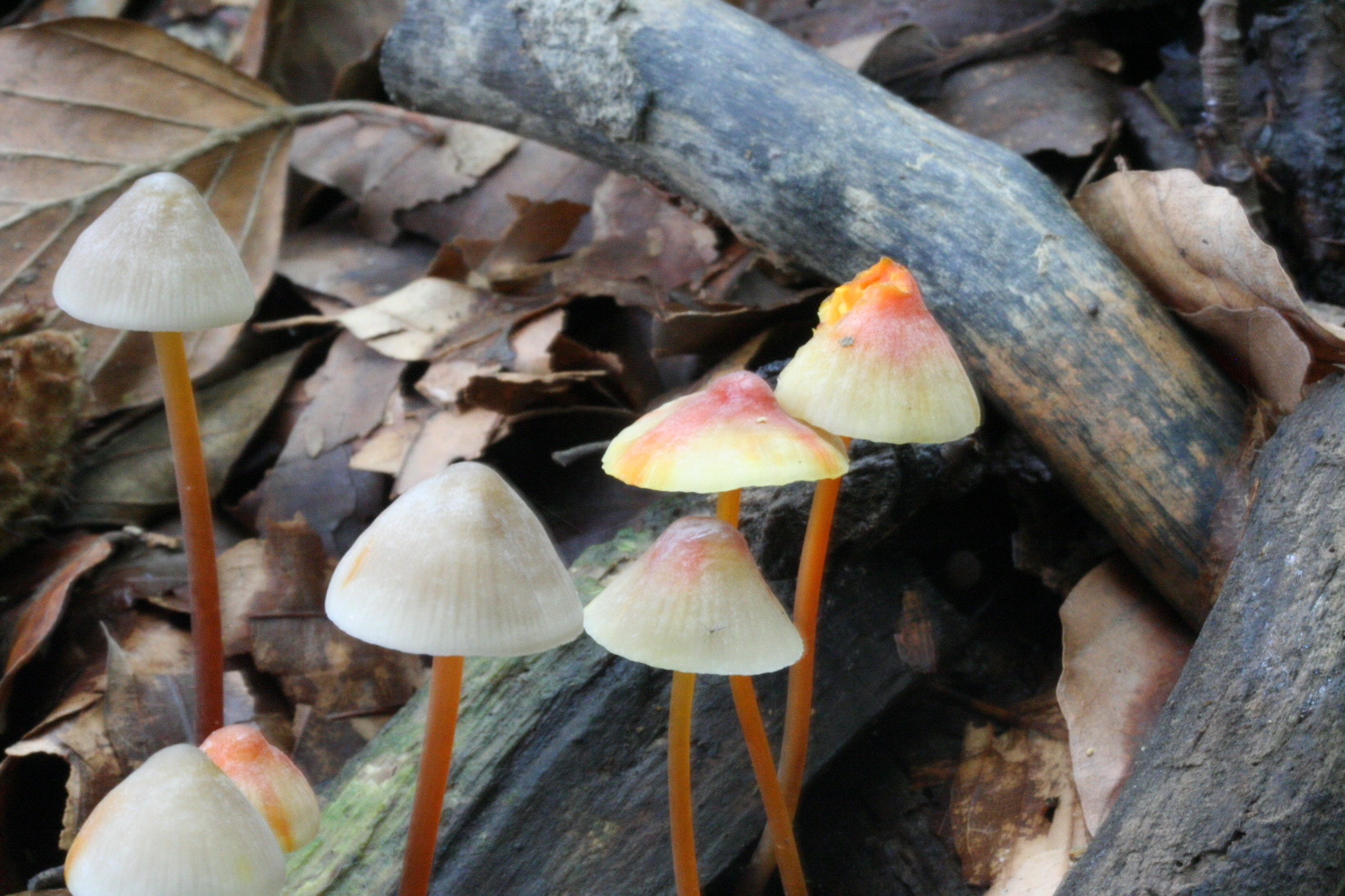 Mycena crocata
