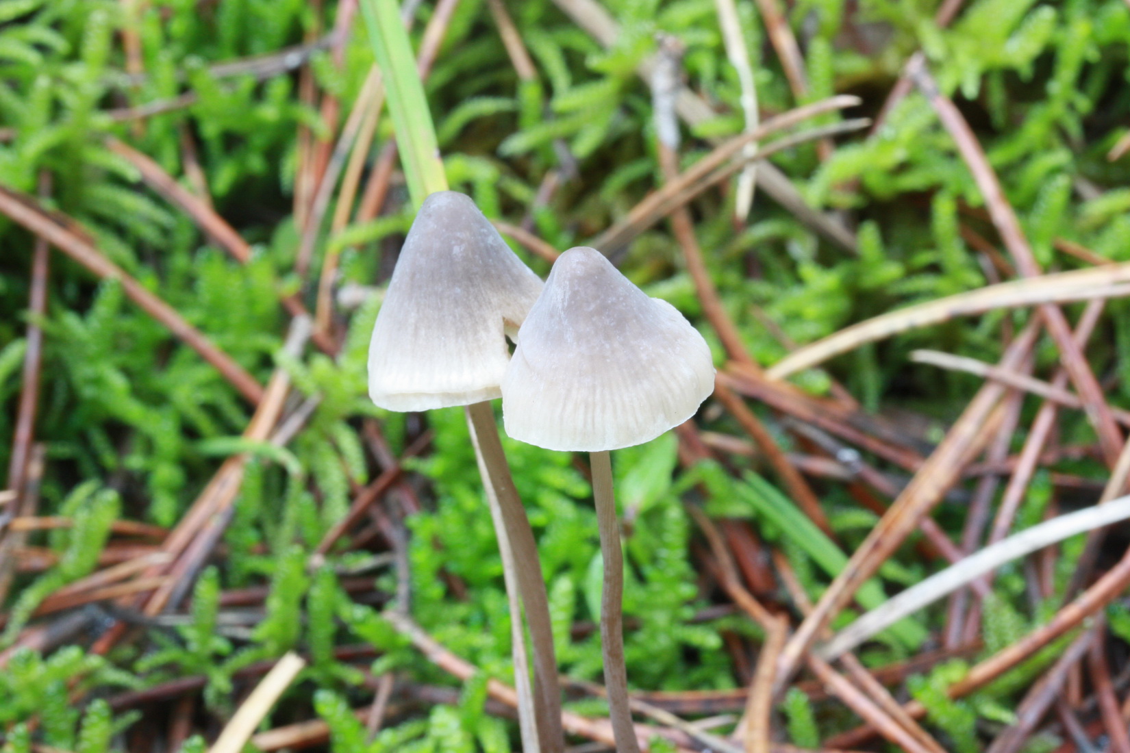 Mycena filopes