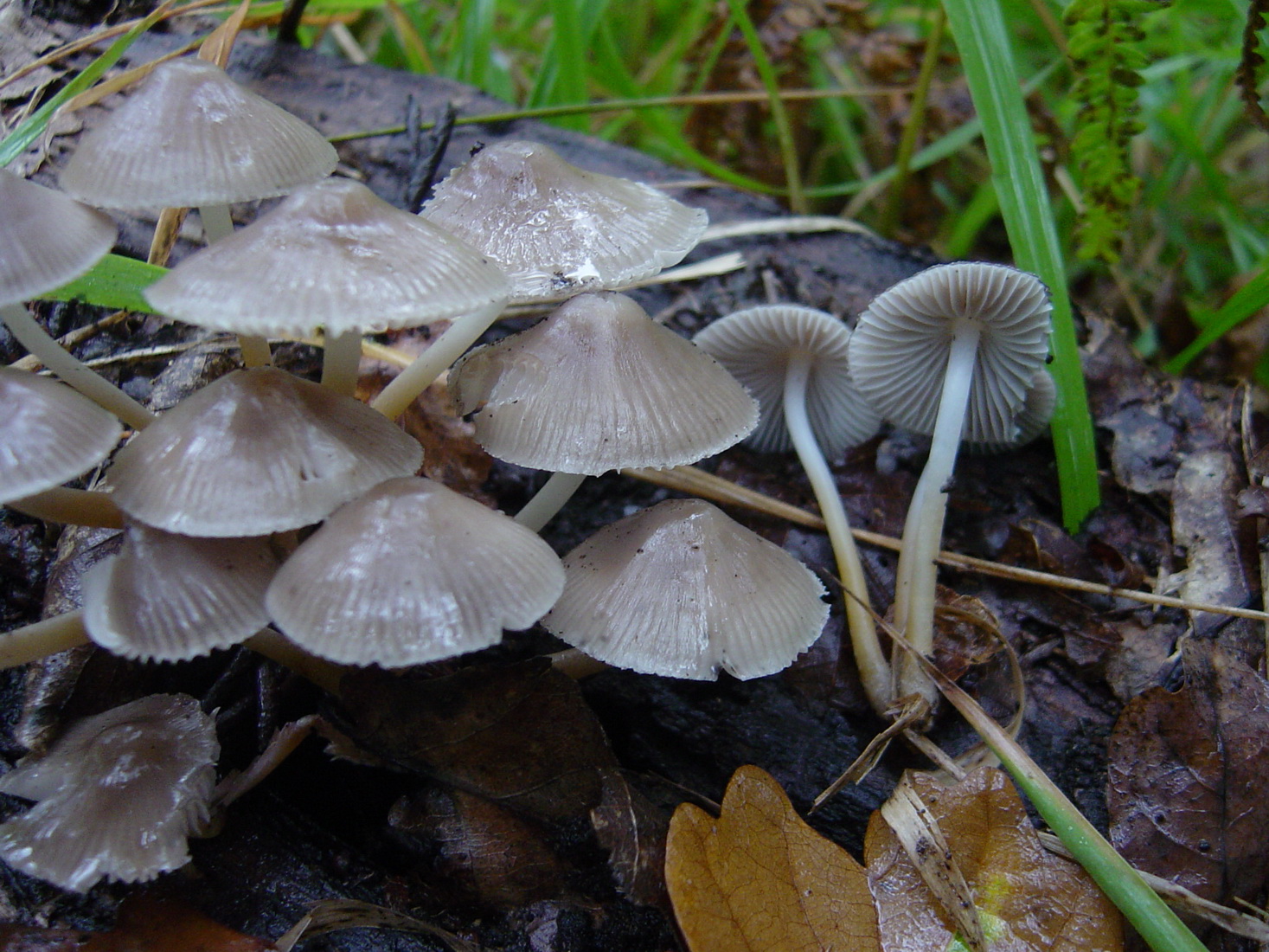 Mycena galericulata