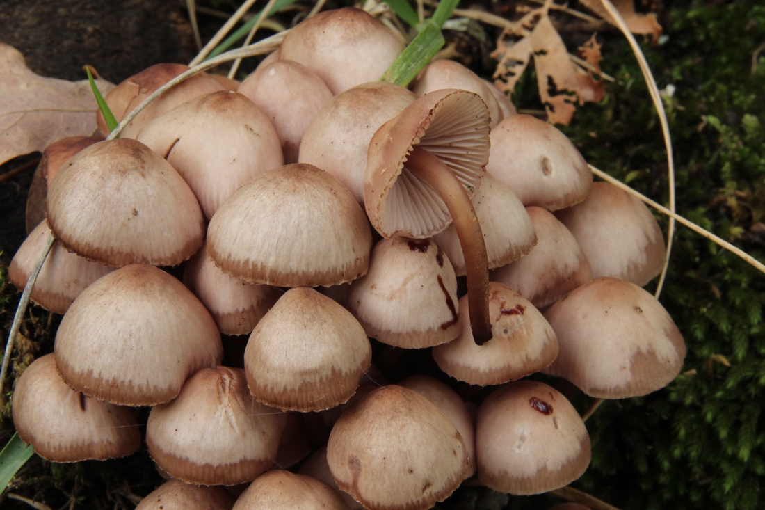 Mycena haematopus