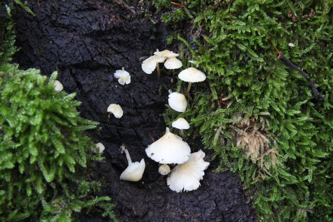 Phloeomana minutula