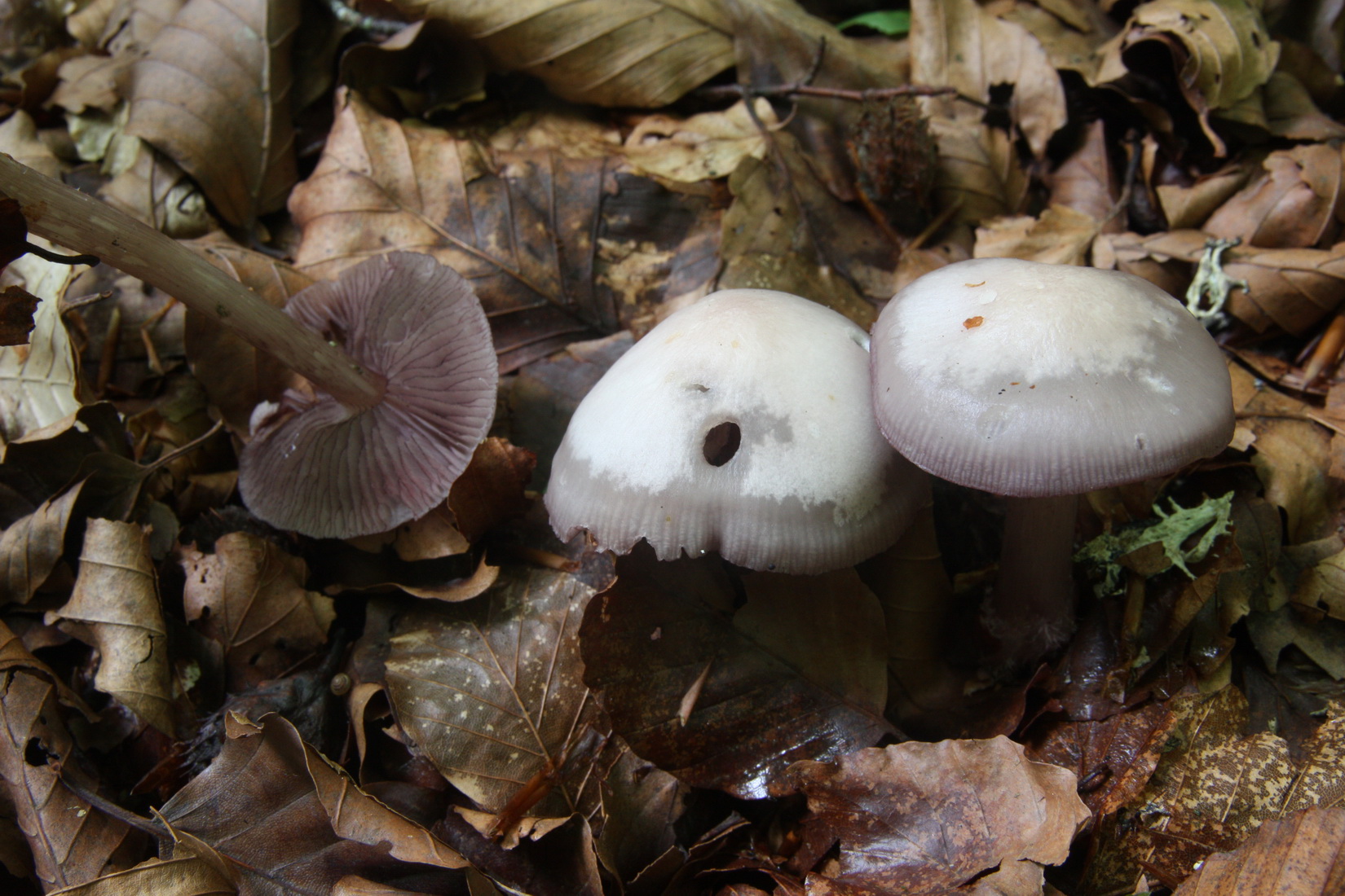 Mycena pelianthina