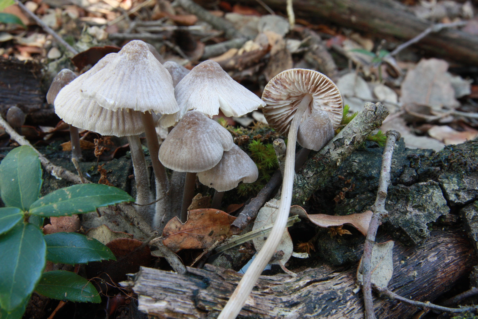 Mycena abramsii
