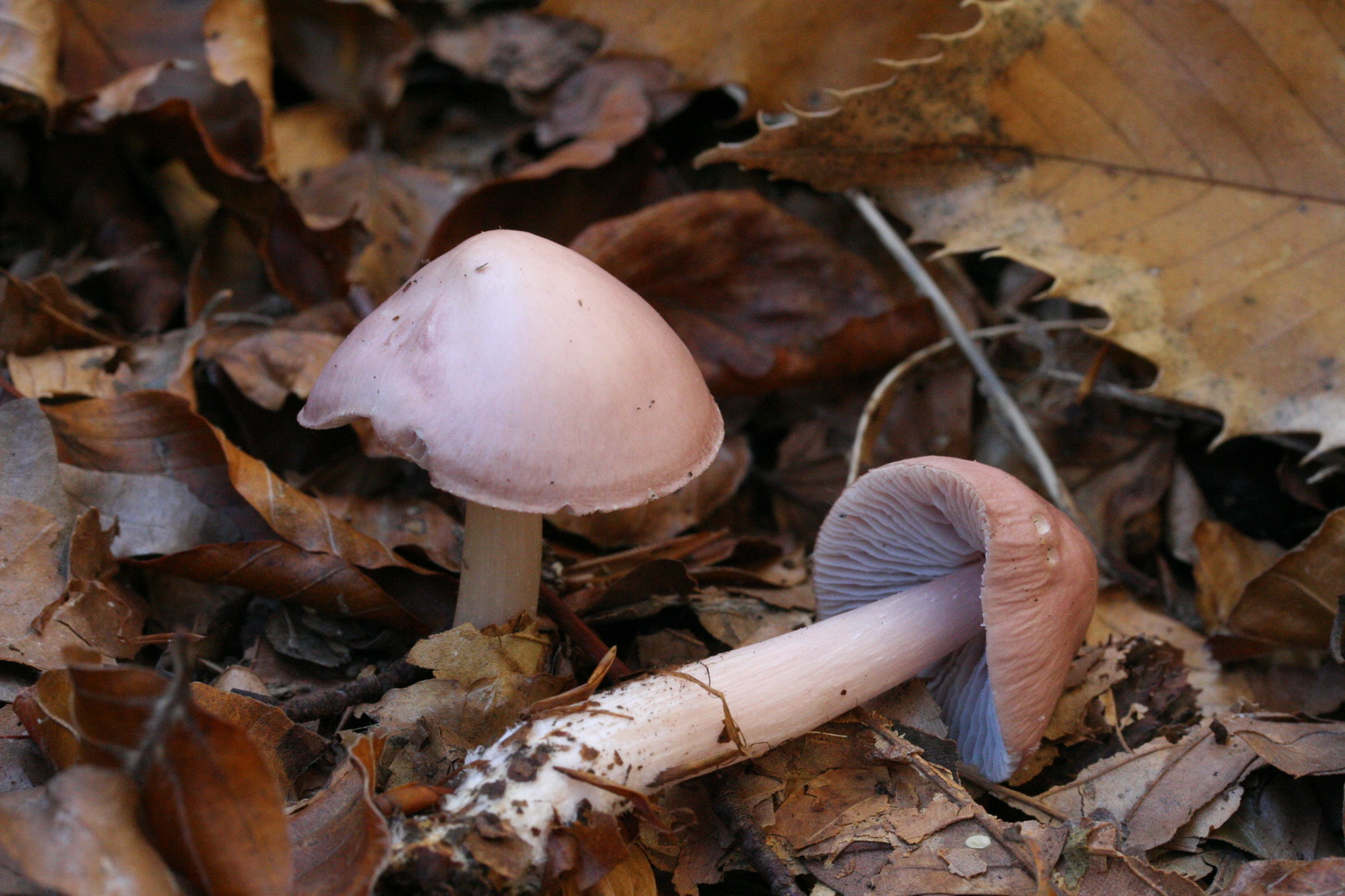 Mycena pura