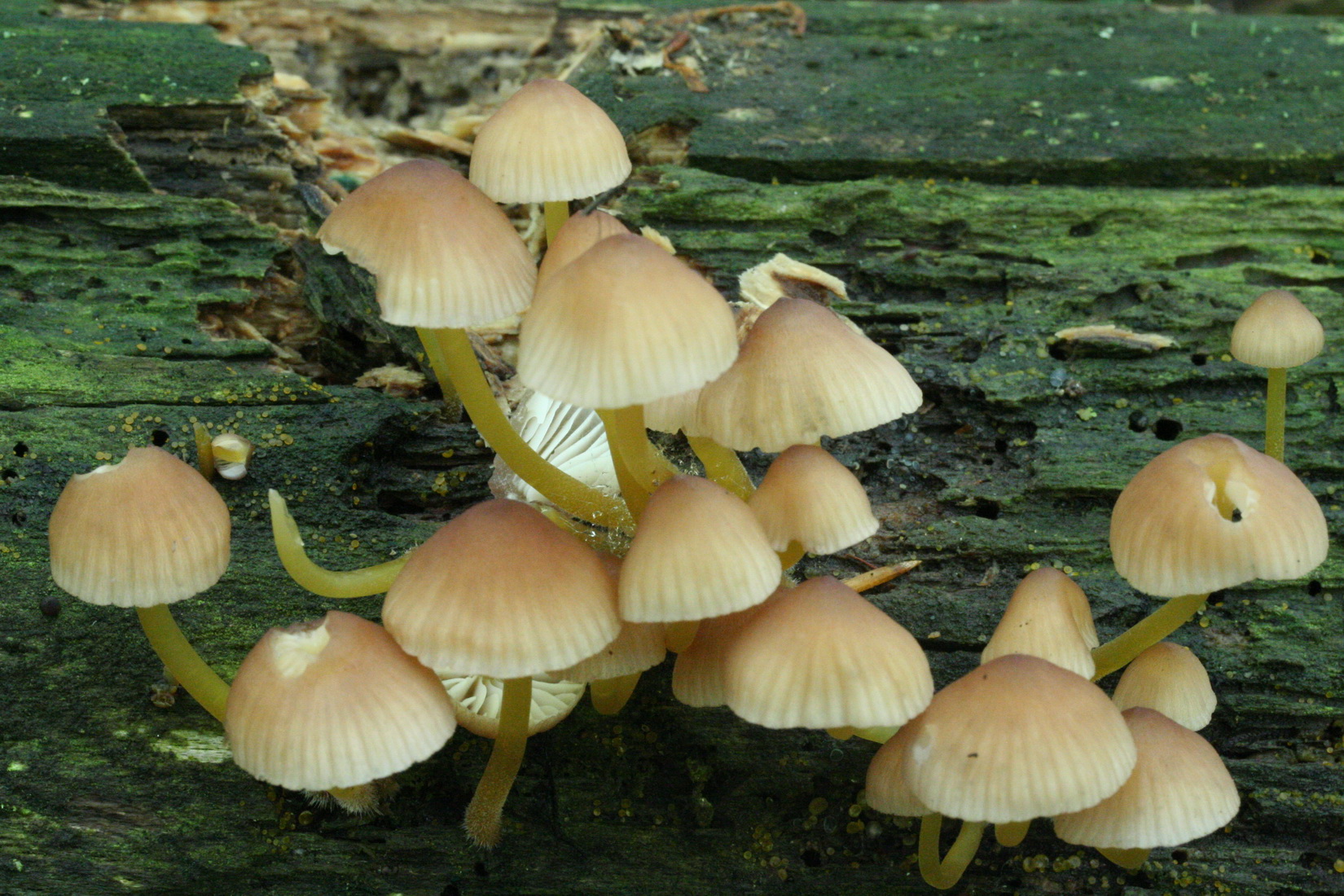 Mycena renati