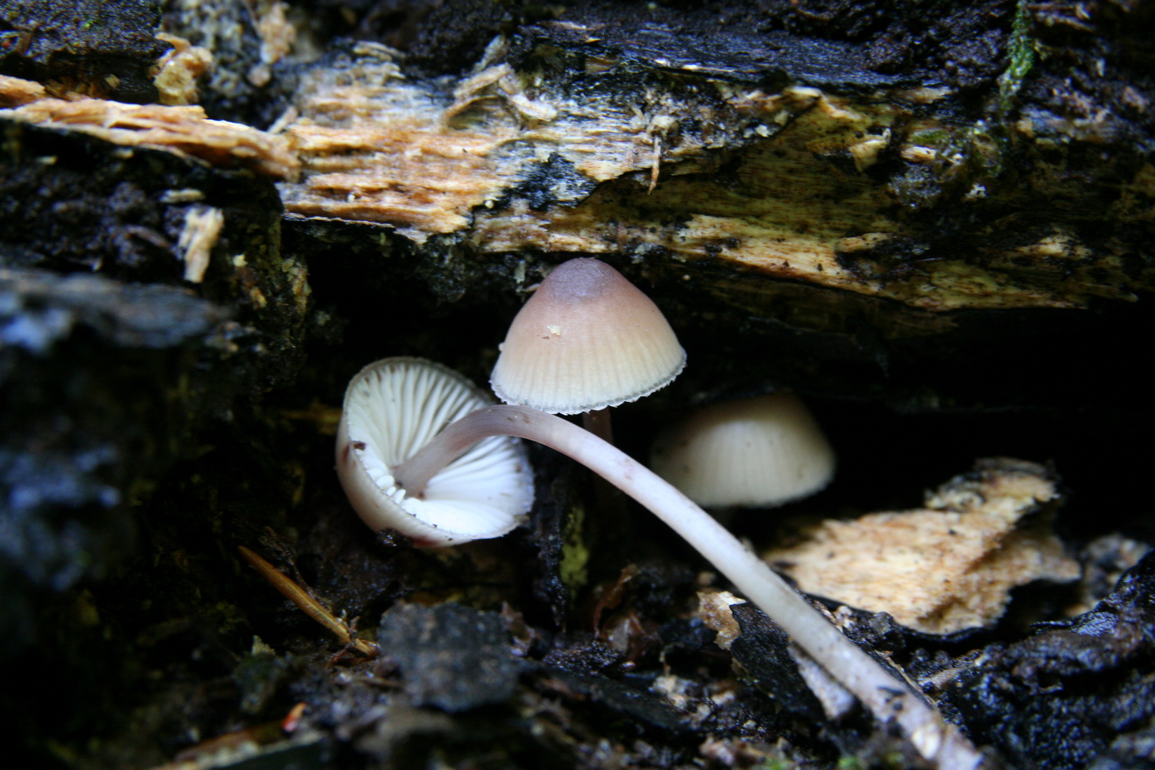 Mycena sanguinolenta