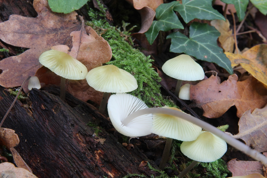 Mycena arcangeliana