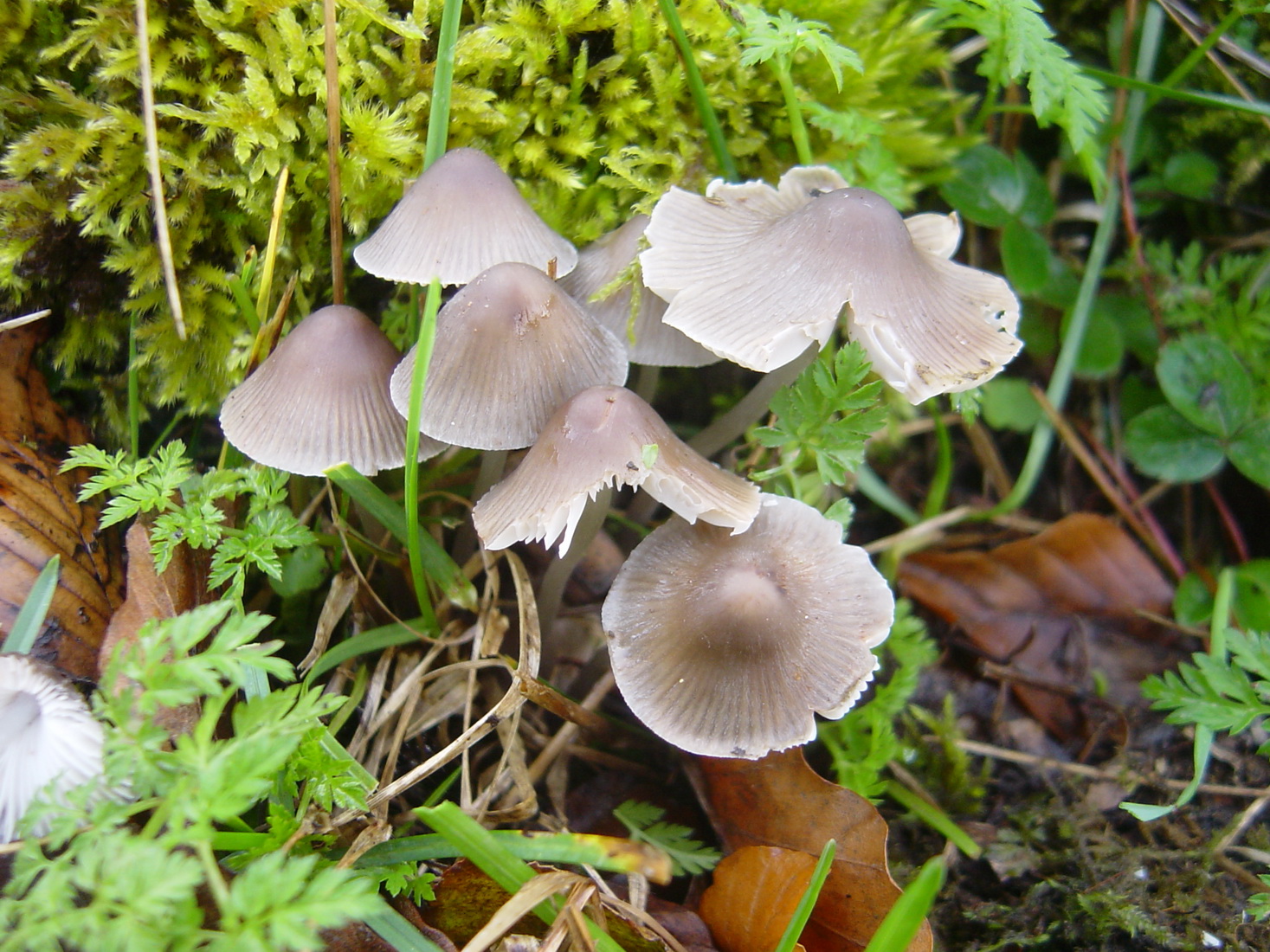 Mycena vitilis