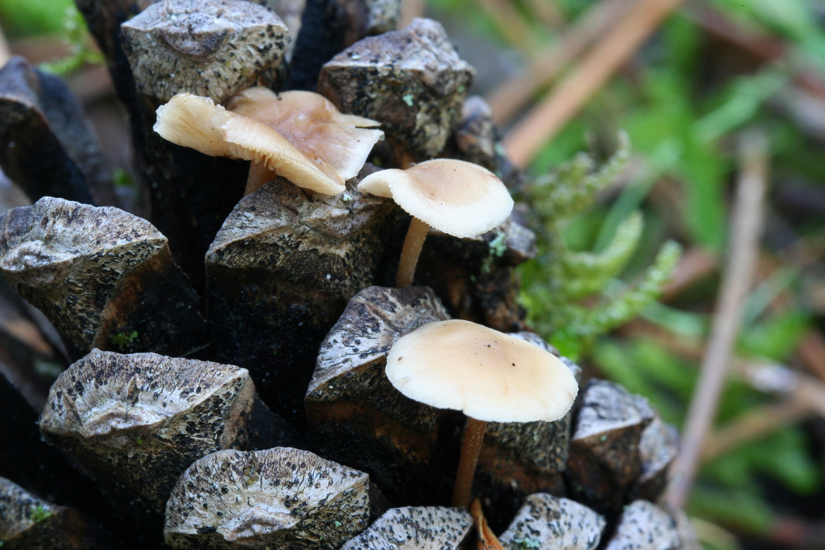 Baeospora myosura