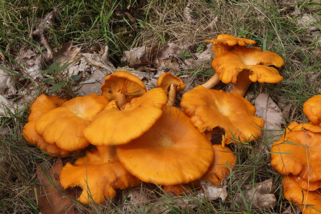 Omphalotus olearius