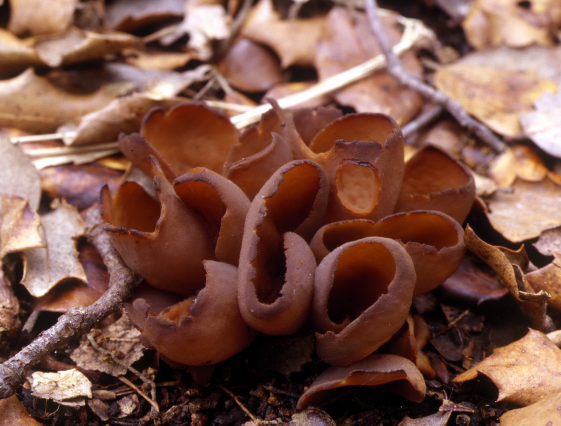 Otidea cochleata
