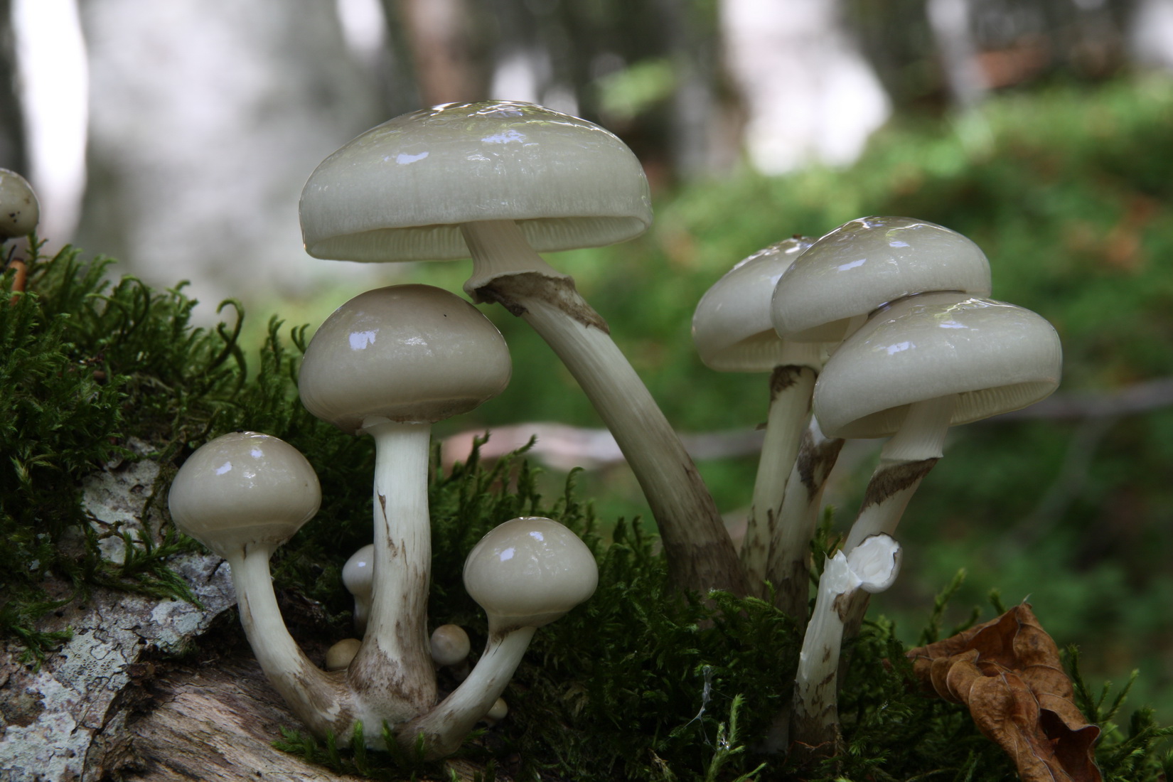 Mucidula mucida