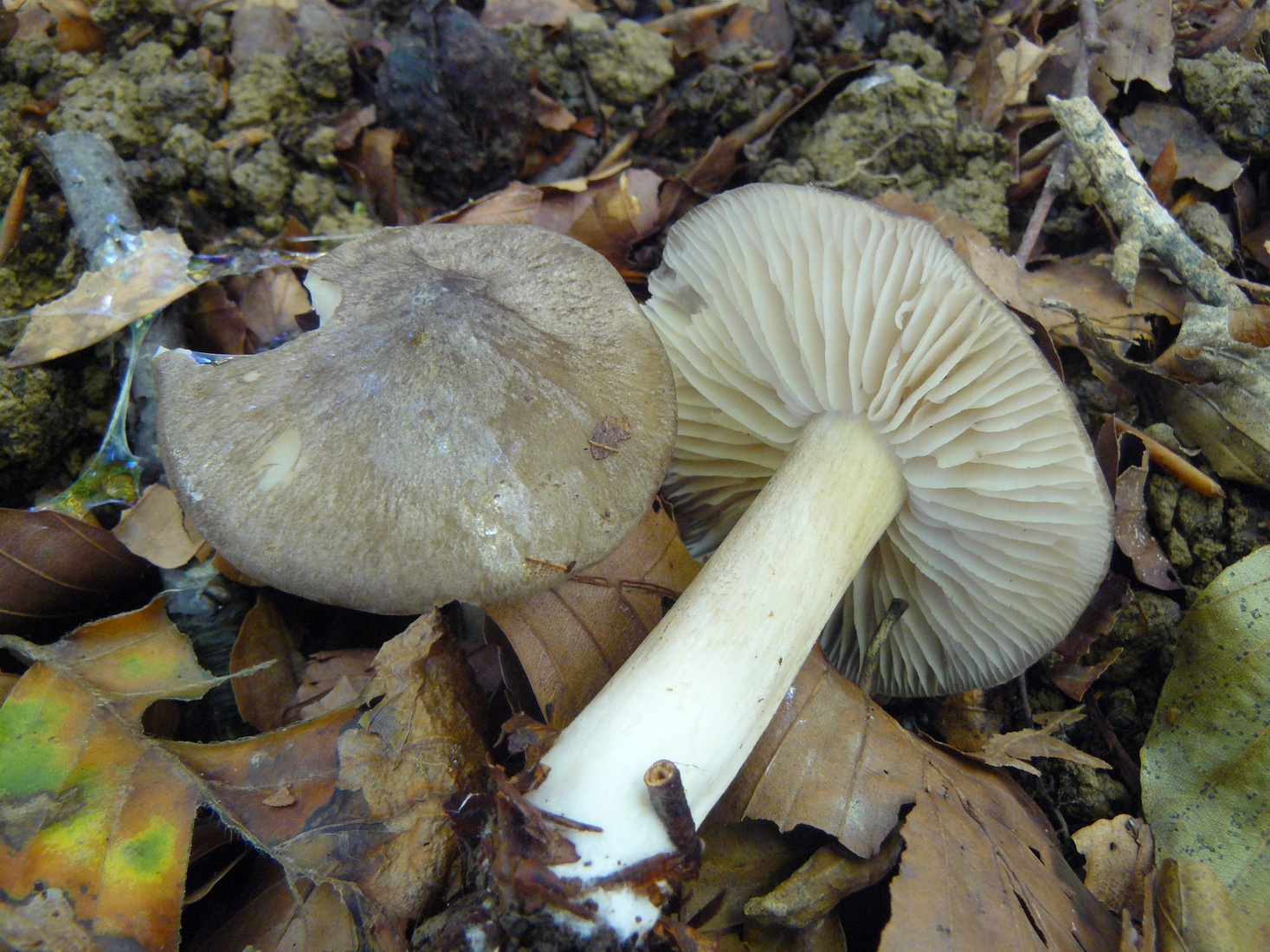 Megacollybia platyphylla